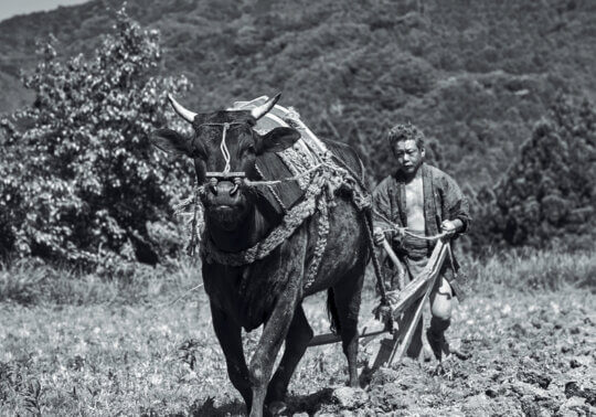  《黑之牛》剧照1 