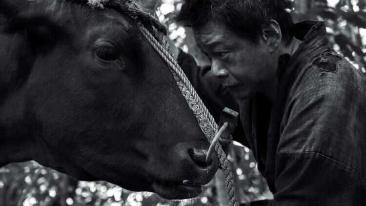  《黑之牛》剧照2 