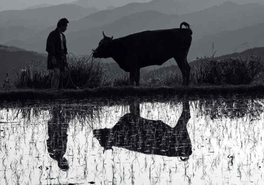  《黑之牛》剧照3 